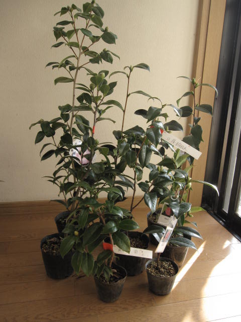 2026年開花つばき苗　椿苗木 【庭木】 【ツバキ】【椿】　 ７本セット　挿し木