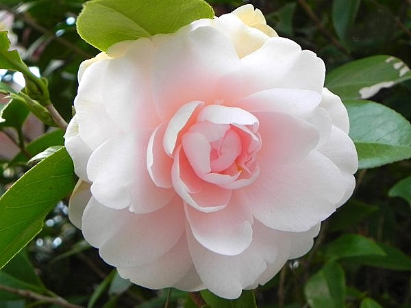 楽天市場】ツバキ苗 【庭木】 【ツバキ】【椿】 蓮華世界 挿し木