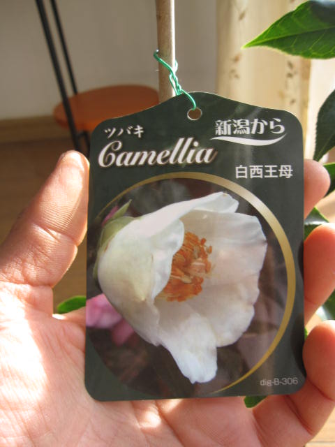 マサ様 椿/６本【西王母】根付き 苗 サクラピンク 桃色 苗木 茶花 蕾付き マサ様 椿/4本【西王母】根付き 苗 サクラピンク 桃色 苗木 茶花 蕾