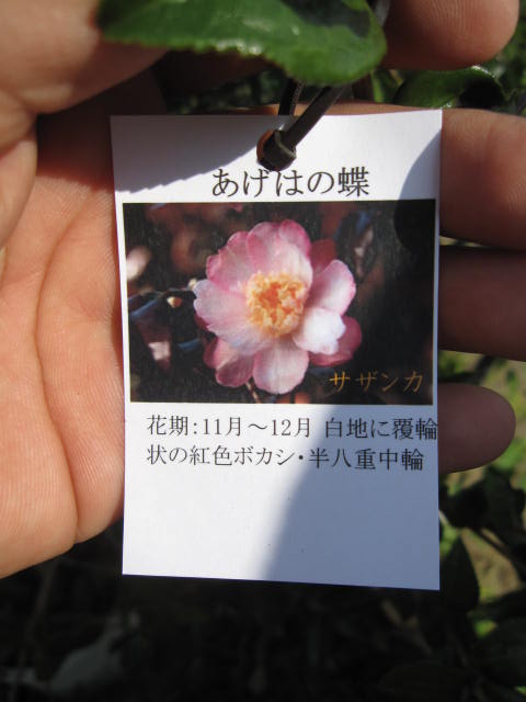 楽天市場 サザンカ 庭木 山茶花 サザンカ苗あげは蝶サザンカ 白に薄い紅色のぼかし 一重咲き 園芸百貨店何でも揃うこぼんさい