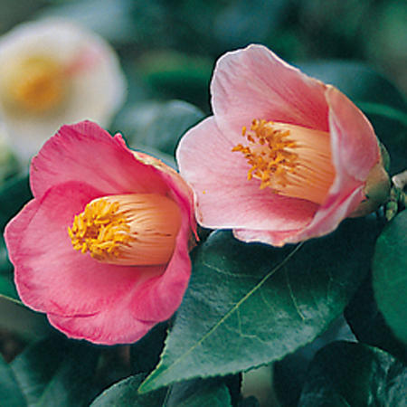 楽天市場】咲き分け椿椿尾張五色椿ツバキ苗 : 園芸百貨店何でも揃うこ