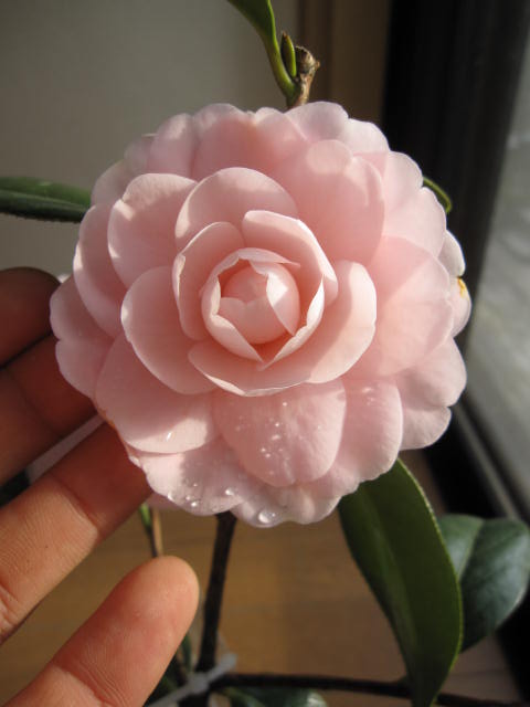 楽天市場】2026年3月～4月に開花おとめ椿【ツバキ】椿苗3種 乙女椿 紅