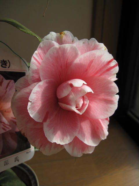 2026年開花 【椿鉢植え椿】 【ツバキ鉢植え】椿光源氏