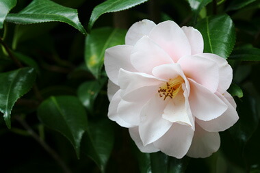 楽天市場】椿苗木 花植木【庭木ツバキ苗】 【ツバキ】椿 羽衣椿苗