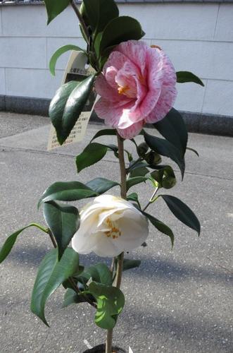 楽天市場】苗 花木 【庭木苗】 【ツバキ】 福娘 : 園芸百貨店何でも