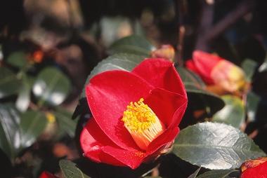 つばき苗 烏丸　椿苗　　高さ50センチ前後　2021年花芽付き