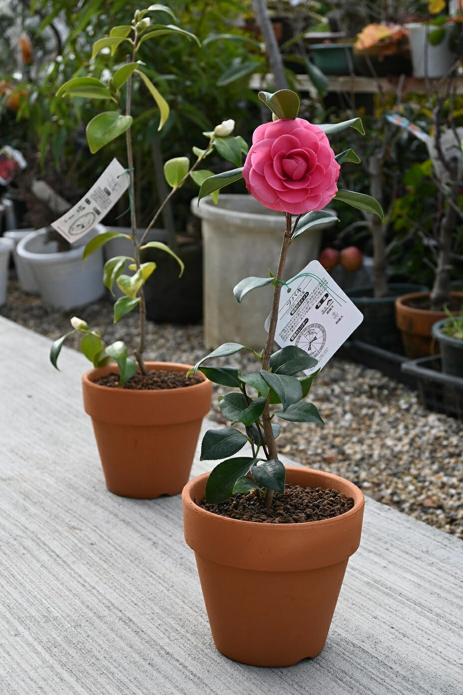 椿絵 大鉢 27cm MIZUNO TOKI JAPAN 椿の花の大鉢