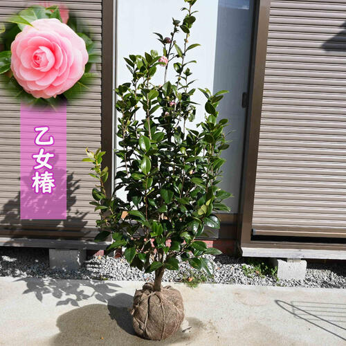 楽天市場】2026年3月〜4月開花 花芽確認の紅乙女紅乙女ツバキ苗ツバキ