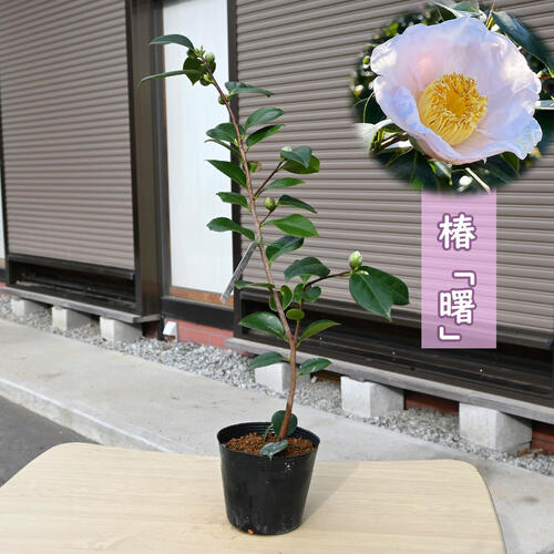 楽天市場】いろんなつつじのお庭セットつつじ苗木ツツジ苗つつじ苗躑躅