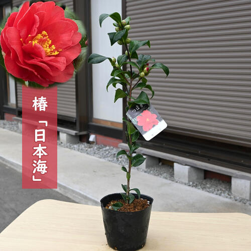 椿ページ 楽天市場】椿 苗木 【参平椿 （さんぺいつばき） 一重ラッパ咲き】 2