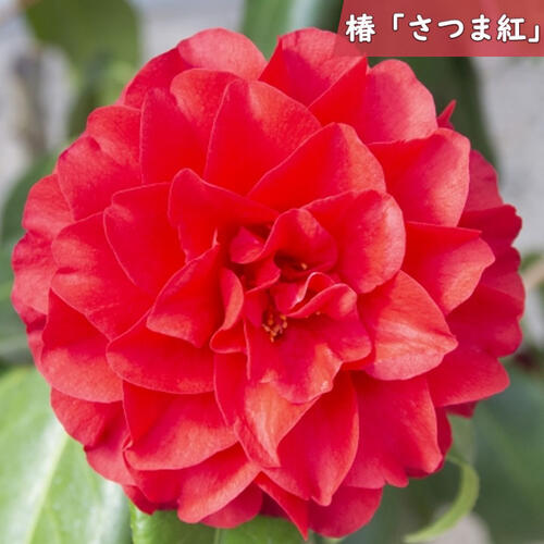 楽天市場】花庭木 さつま椿 苗木 ツバキ 椿 白花 千重咲き 大輪 挿し木