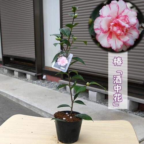 墨の一牡丹 苗木 楽天市場】ボタン(牡丹) 苗木 墨の一 （スミノイチ）7号 : 千草園芸