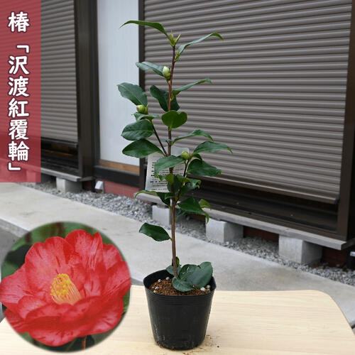 抜き苗　椿　　かぎろひ 楽天市場】2026年3月～4月 椿 かぎろひ 苗木 大苗 樹高約120センチ前後