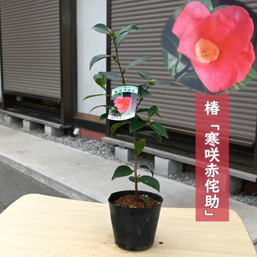 椿ページ wabiosum03.jpg