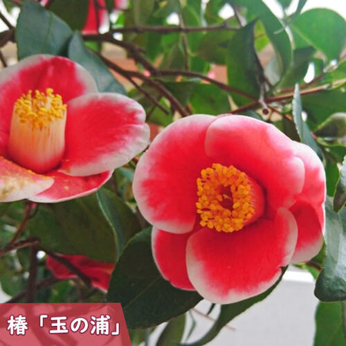 楽天市場】玉の浦椿 鉢植え 花鉢 玉之浦 ツバキ 椿 挿し木 : 園芸