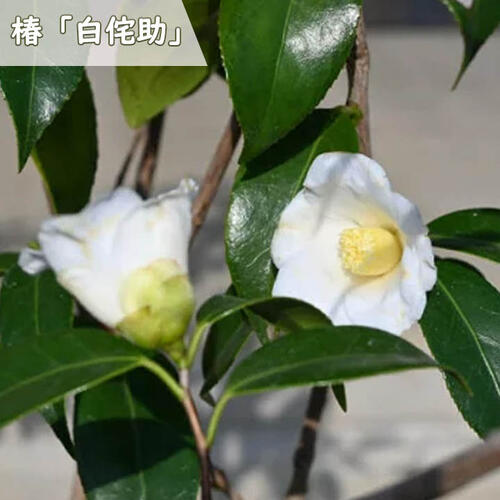 楽天市場】椿（ツバキ） 白侘助 (シロワビスケ) 4.5号 苗木(g05