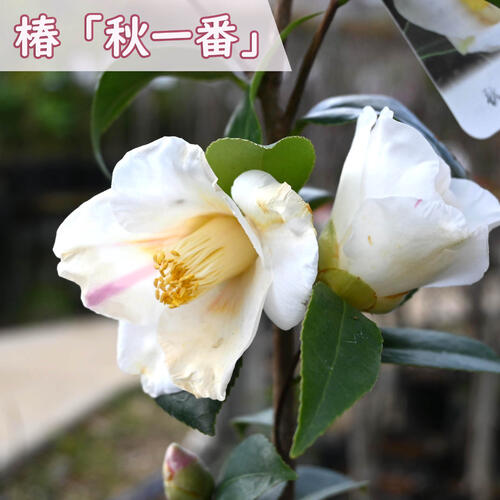 楽天市場】2026年開花椿苗八重白椿 【庭木】 【ツバキ】古典椿 姫白雪