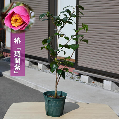 楽天市場】2026年2月～4月開花苗 椿 羽衣 はごろも 苗木 八重咲き 蓮華