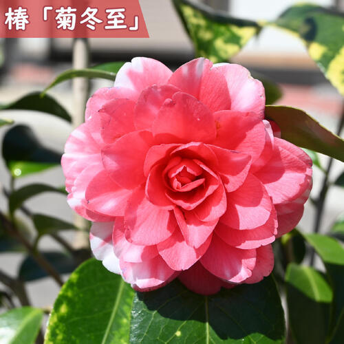 楽天市場】2026年3月〜4月開花の花芽確認紅乙女ツバキ苗 【庭木