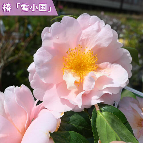 楽天市場】2025年3月～4月開花苗 椿 沢渡紅覆輪 苗木 さどべにふくりん