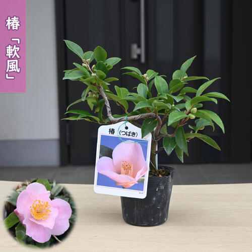 楽天市場】2026年開花苗 椿 西王母 苗木 一重咲き ピンク花 中輪