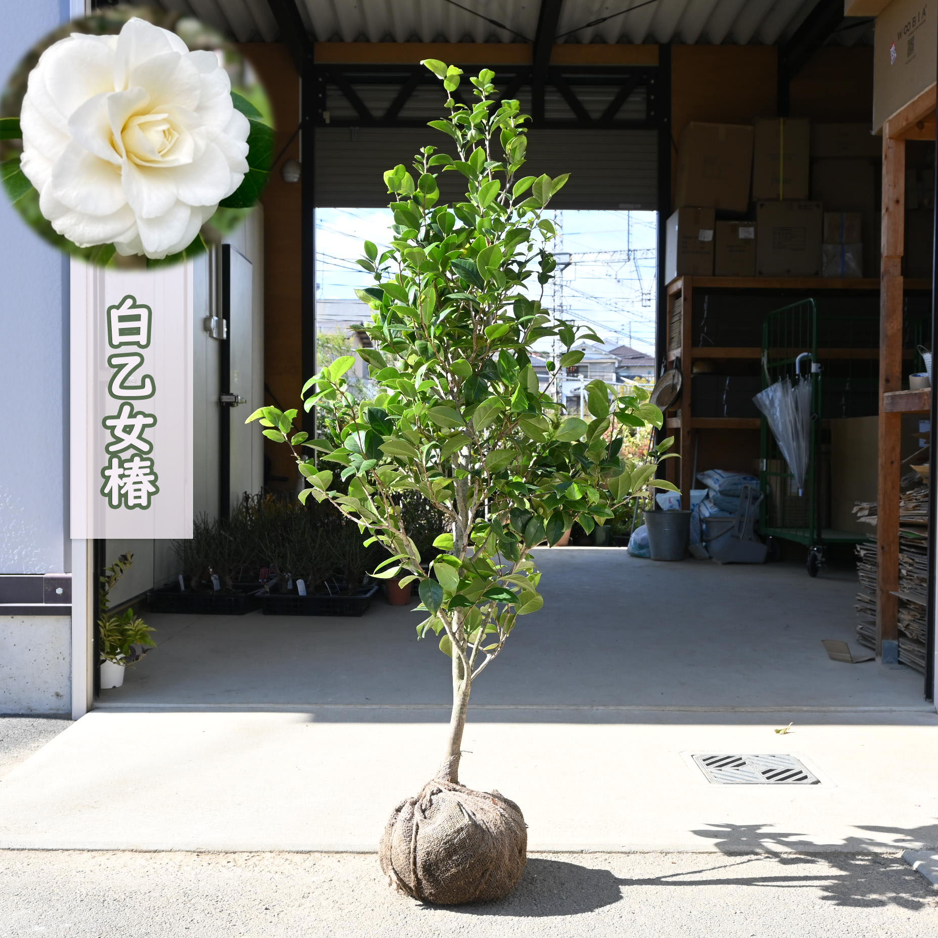 楽天市場】大苗 白乙女 椿 根巻苗 樹高150～160センチ【椿苗庭木