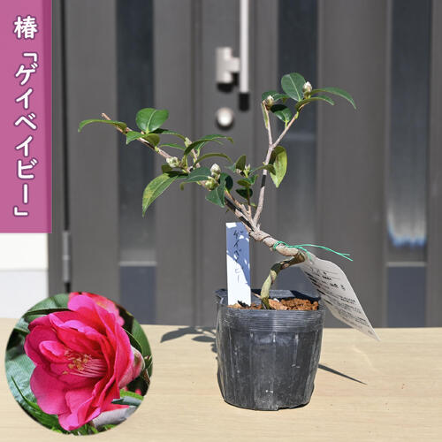 楽天市場】西洋椿 エレインズベティ 12cmポット 開花予定株 八重咲き椿