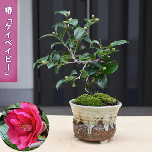 楽天市場】西洋椿 エレインズベティ 12cmポット 開花予定株 八重咲き椿