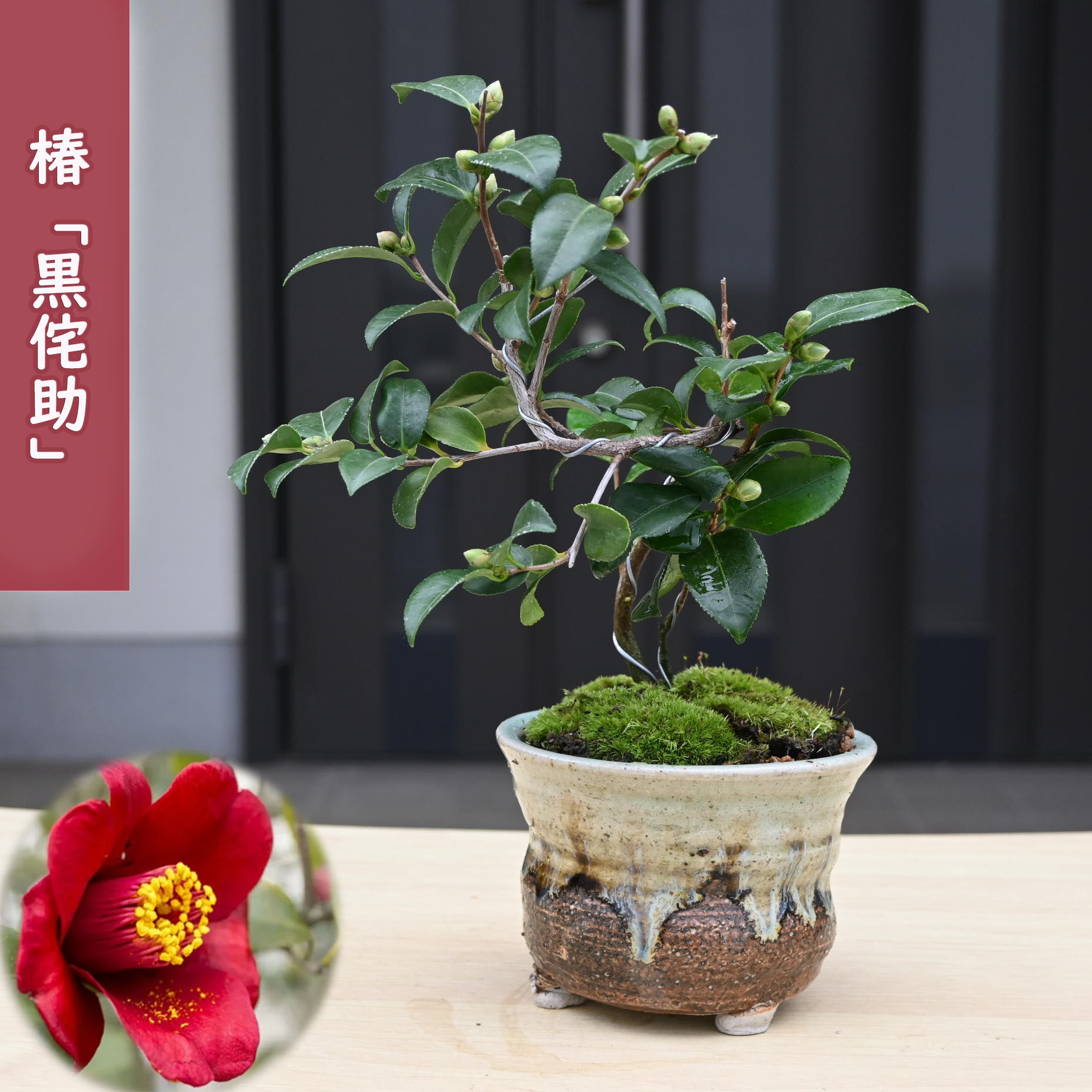 楽天市場】2026開花 黄色い椿 金花茶 鉢植え 花鉢 ツバキ 椿 イエロー