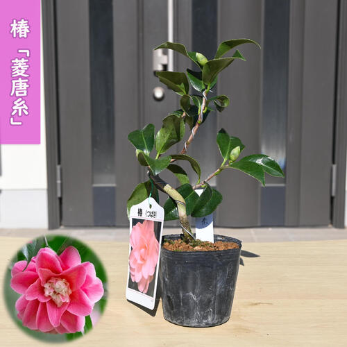 楽天市場】西洋椿 エレインズベティ 12cmポット 開花予定株 八重咲き椿