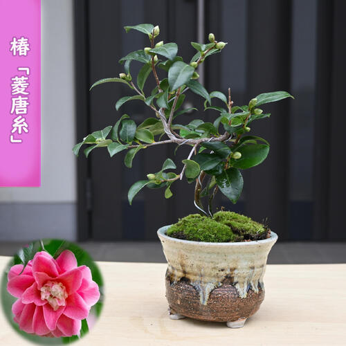 楽天市場】牡丹 八千代椿 豪華多弁咲き 6号鉢 (直径18cm) 2〜3年物