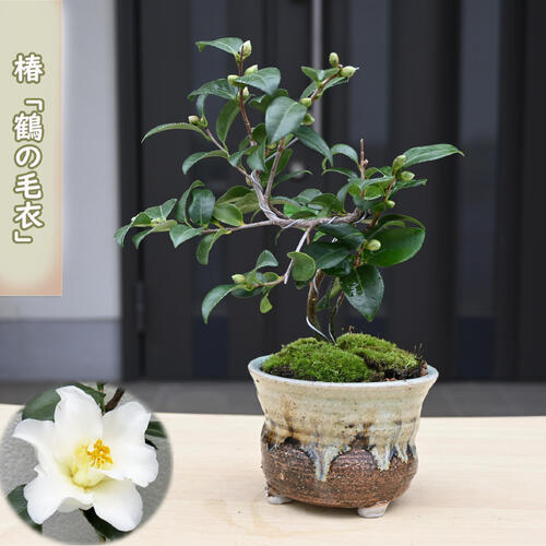 楽天市場】2026年開花椿苗八重白椿 【庭木】 【ツバキ】古典椿 姫白雪