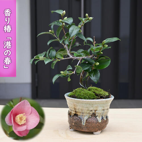 楽天市場】牡丹 八千代椿 豪華多弁咲き 6号鉢 (直径18cm) 2〜3年物