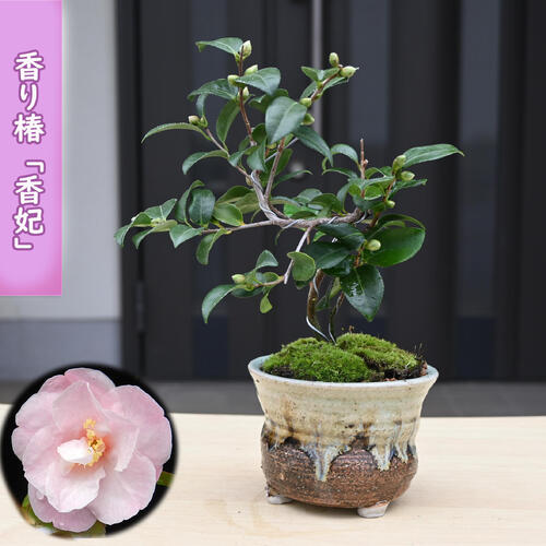 楽天市場】白菊椿 鉢植え 7月〜12月のお届けは 開花していない状態での