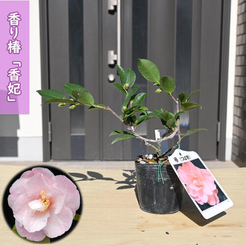 楽天市場】2026年開花苗 椿 西王母 苗木 一重咲き ピンク花 中輪