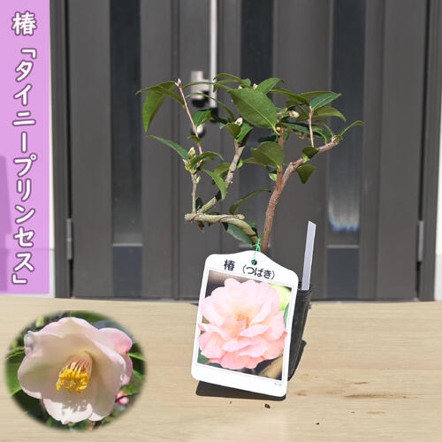 楽天市場】2026年開花椿苗八重白椿 【庭木】 【ツバキ】古典椿 姫白雪