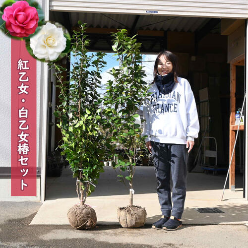 2026年花めく 紅手入らず 白手入らず 椿 書き割り 根巻苗 大苗 150浪華節的前後【椿苗庭木】千重開花 こうおとめ はくおとめ