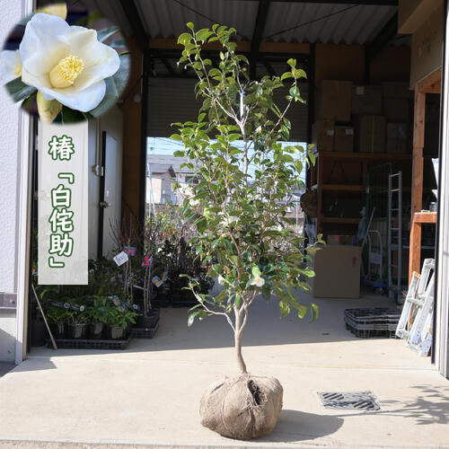 【現品】大苗 椿 白侘助  若木 根巻苗 しろわびすけ 一重開花 猪口開花 最低限度輪 挿木苗  椿侘助 庭木 鉢植え 花木 茶花 ツバキ