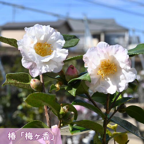 楽天市場】【現品】椿（ツバキ）ウラク64 7号ポット苗152（g03