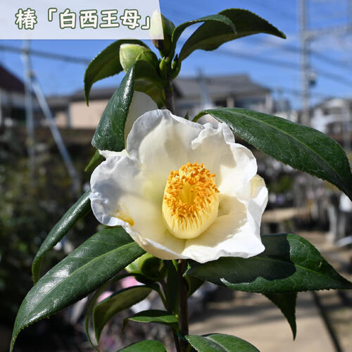 楽天市場】2026年3月開花中 椿 玉霞 苗木 中輪 一重 抱え咲き 挿し木苗