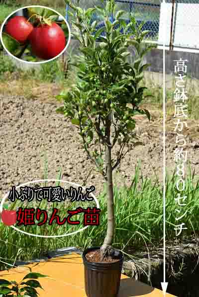 楽天市場 姫リンゴ大苗サイズ年7月実がついています育てる楽しみ 姫りんご庭木 大きめの苗 園芸百貨店何でも揃うこぼんさい