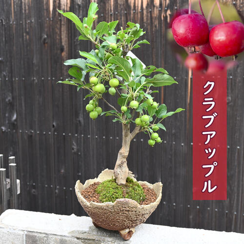 姫りんご 楽天市場】お誕生日の贈り物に 姫りんご盆栽 津軽 姫リンゴ 信楽鉢入り