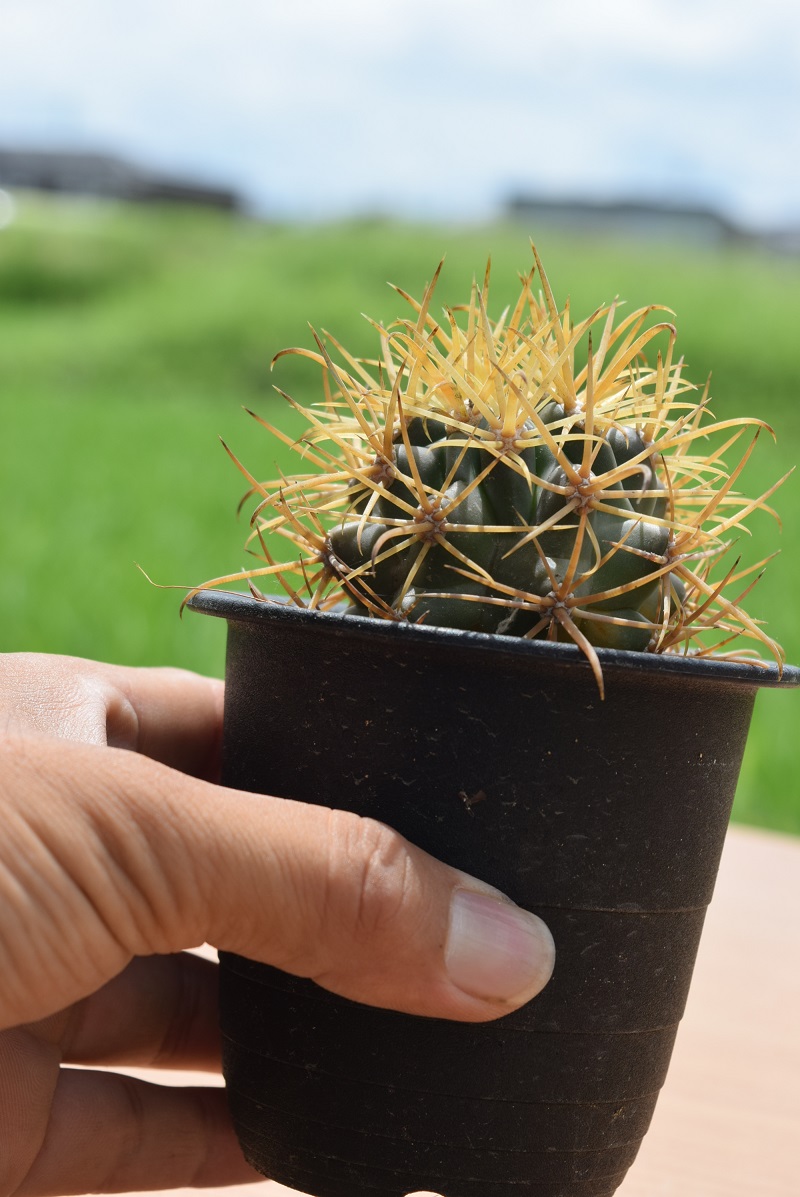 サボテンキンカンリュウサボテン金冠竜 花・観葉植物 | mantamagnetica