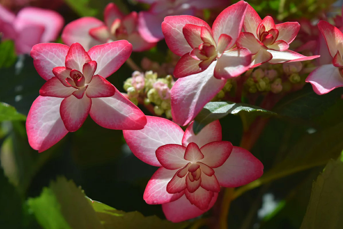 アジサイ苗ひな祭りアジサイピンク花 紫陽花6月のお届けは開花終了剪定後の状態でのお届けとなります 5号鉢植え母の日 ギフト 花 鉢植え 新規購入