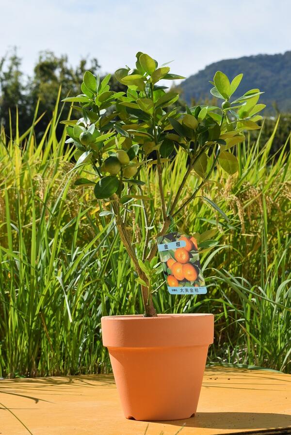 新年セール　金柑 中型観葉植物 楽天市場】【予約割引100円OFF】【培養土プレゼント中】金柑 寧波金柑