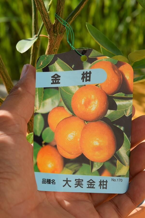 楽天市場 大実キンカン21年1月 2月実付きです大実金柑鉢植えキンカン家庭で手頃に果樹栽培が楽しめる鉢植え果樹 園芸百貨店何でも揃うこぼんさい