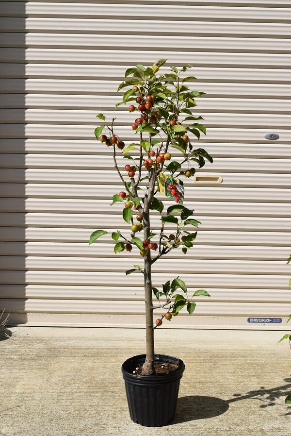 ひめりんご購入 楽天市場】実はついておりません。姫リンゴ大苗サイズ育てる楽しみ 姫