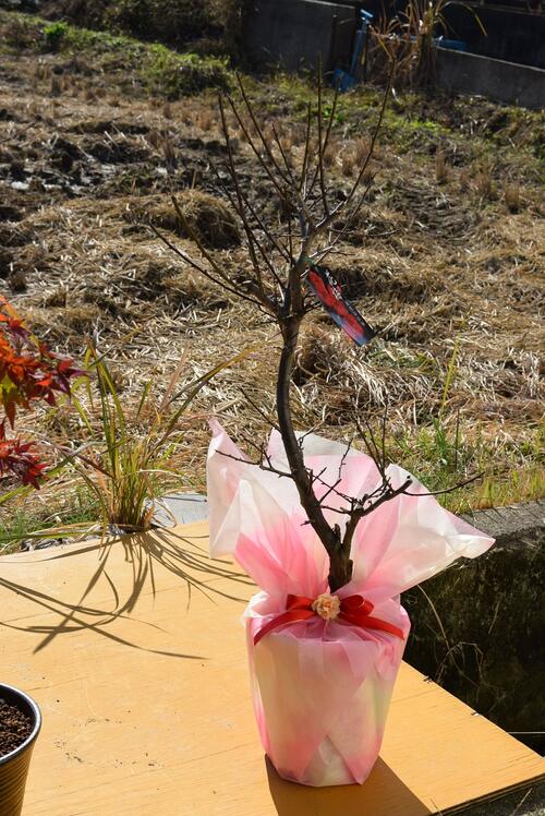 楽天市場 梅苗 梅苗木鹿児島紅梅苗 21年2月花芽確認開花予定苗 庭木用です 花梅梅の木 園芸百貨店何でも揃うこぼんさい