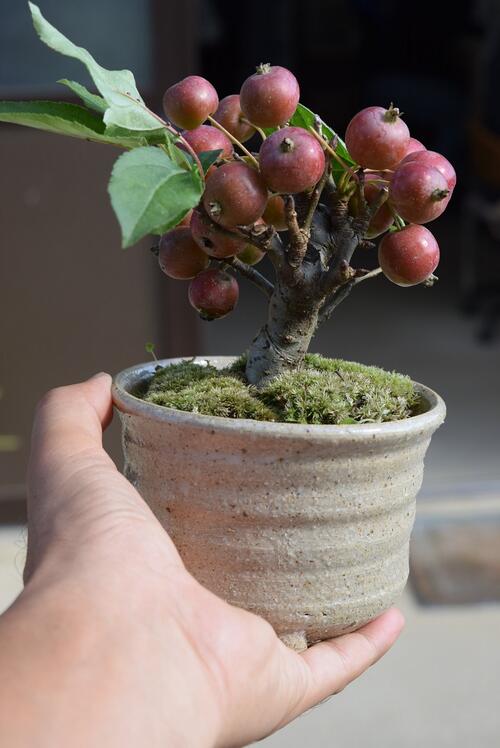 楽天市場 21年11月プレゼント姫りんご 鉢植え ギフト 盆栽ミニ盆栽姫りんご 高さ15センチ 園芸百貨店何でも揃うこぼんさい