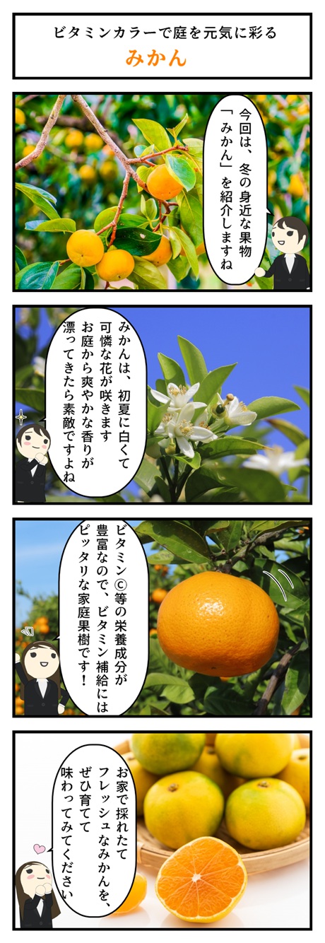 ギフトプレゼンに年みかんの実付 みかんの木実がついています ビタミンcは 免疫力アップ ギフト 収穫は10月 12月頃です おいしくておまい蜜柑が食べれます Napierprison Com